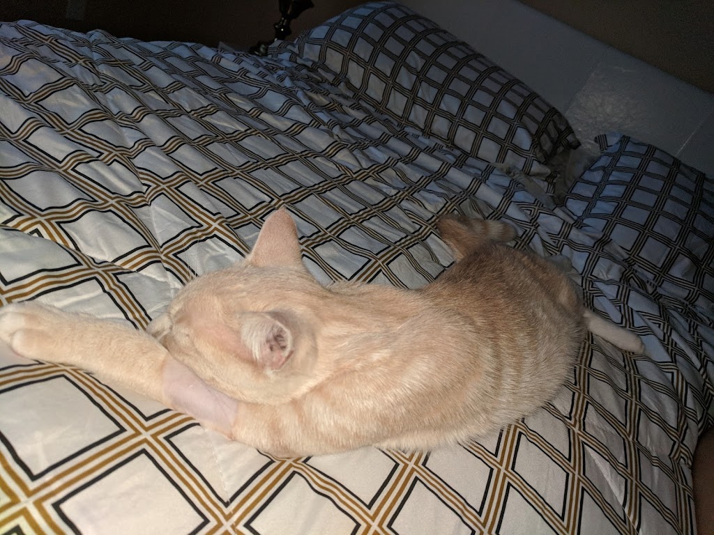 Upper Credit Humane Society | 5383 Trafalgar Rd, Erin, ON N0B 1T0, Canada | Phone: (519) 833-2287