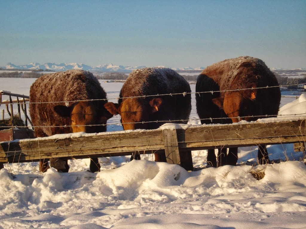 Mader Ranches | Range Rd 32, Carstairs, AB T0M 0N0, Canada | Phone: (403) 337-4014