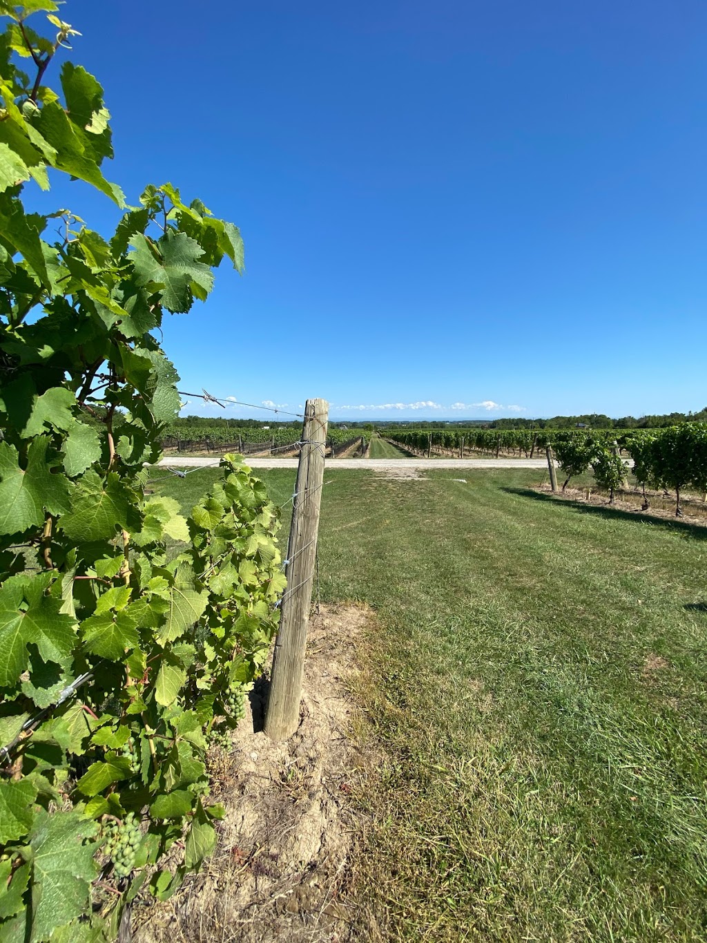 Cave Spring Vineyard | 4043 Cave Spring Rd, Beamsville, ON L0R 1B1, Canada | Phone: (905) 563-9393