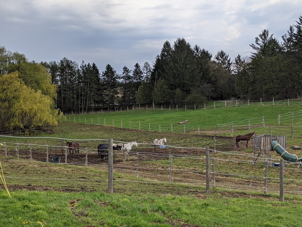 Royal Friesian Farm | 15010 Dufferin St, King City, ON L7B 1K5, Canada | Phone: (647) 773-6843