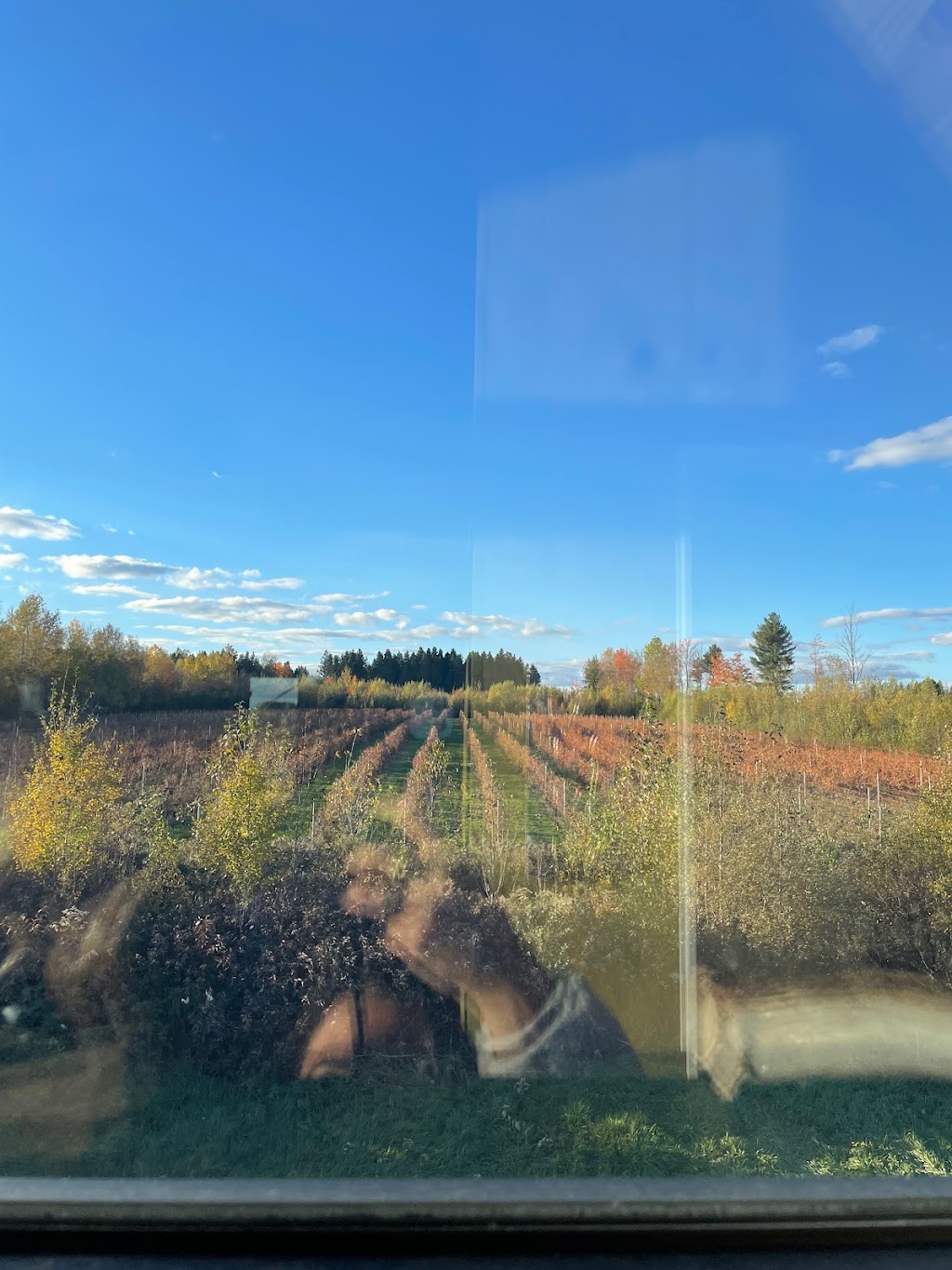 Le Vignoble ComAutrefois | 737 Rang St François, Notre-Dame-de-Lourdes, QC G0S 1T0, Canada | Phone: (819) 460-2696
