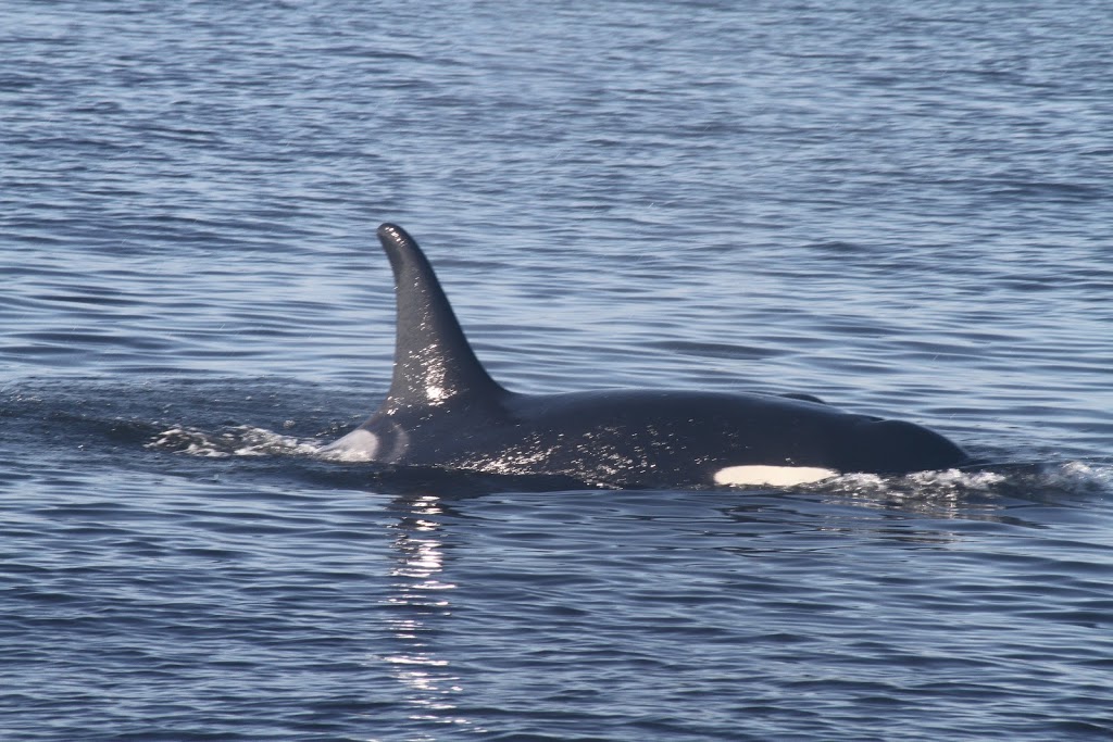 Sidney Whale Watching | 2537 Beacon Ave, Sidney, BC V8L 1Y2, Canada | Phone: (250) 656-7599