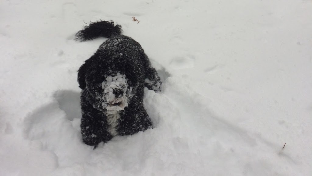 Grand River Grooming | 146 1 Line, Elora, ON N0B 1S0, Canada | Phone: (226) 820-3597