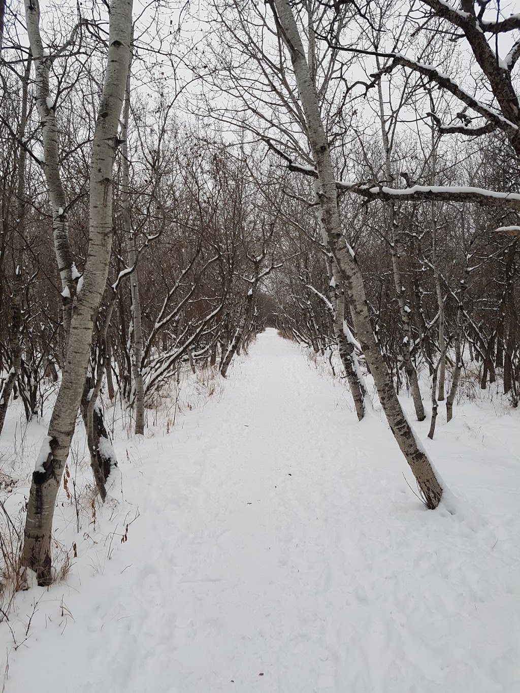 Assiniboine Forest | 55 Pavilion Crescent, Winnipeg, MB R3P 2N6, Canada | Phone: (204) 927-6000