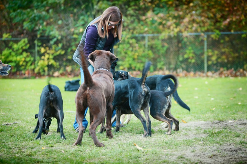 Ruff Stuff Dog Services | 1730 Vernon Dr, Vancouver, BC V6A 3T8, Canada | Phone: (604) 877-8075
