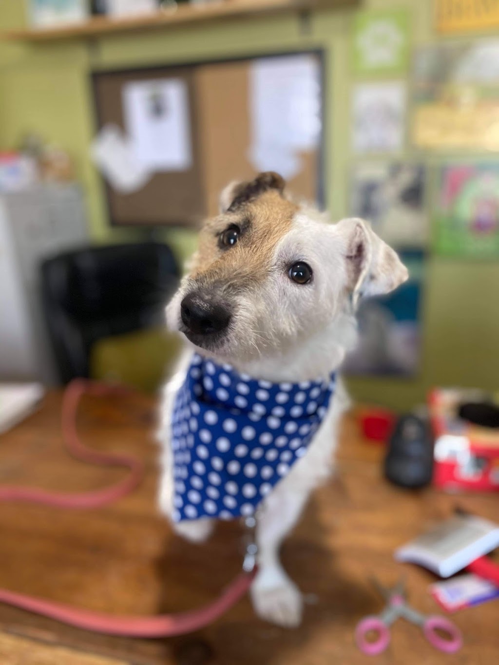 Northumberland Humane Society | 371 Ward St, Port Hope, ON L1A 4A4, Canada | Phone: (905) 885-4131