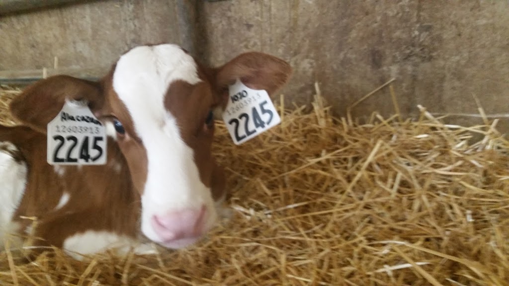 Newmorning Holsteins Ltd | 6912 53 Line, Monkton, ON N0K 1P0, Canada | Phone: (519) 301-1070
