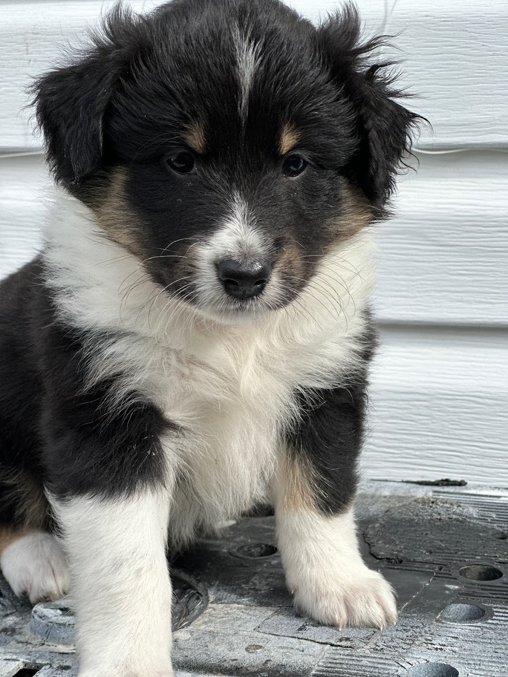 Service Veterinaire Nadia | 1108 QC-169, Saint-Félicien, QC G8K 1K2, Canada | Phone: (418) 679-2111