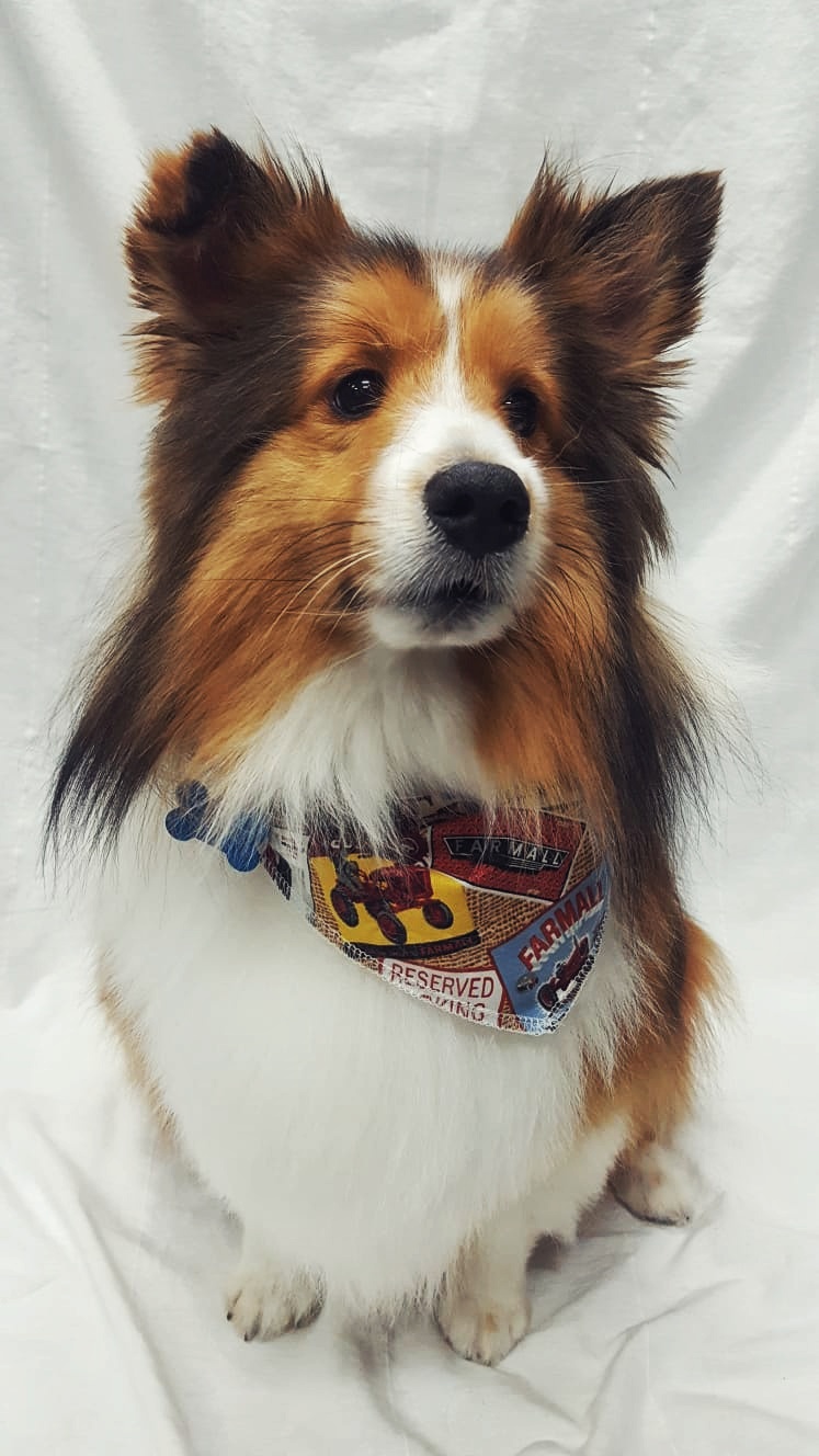 Nancys Dog Grooming | 3947 Waterton Crescent, Abbotsford, BC V3G 1J8, Canada | Phone: (604) 859-9867