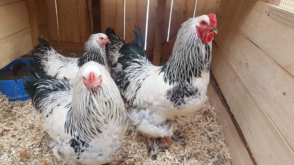 Belding Hill Farms | 404 Ravine Rd, Norton, NB E5N 7S9, Canada | Phone: (506) 832-3752