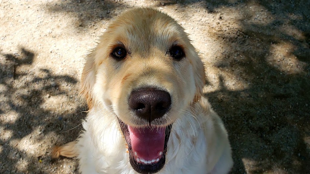Albon Dog Ranch | 100 Old Northwest Rd, Lunenburg, NS B0J 2C0, Canada | Phone: (902) 640-2499