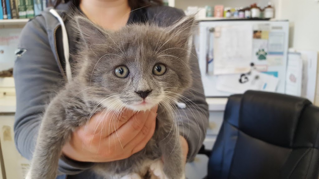 Pembina Veterinary Hospital | 400 Pembina Hwy, Winnipeg, MB R3L 2E7, Canada | Phone: (204) 452-9427