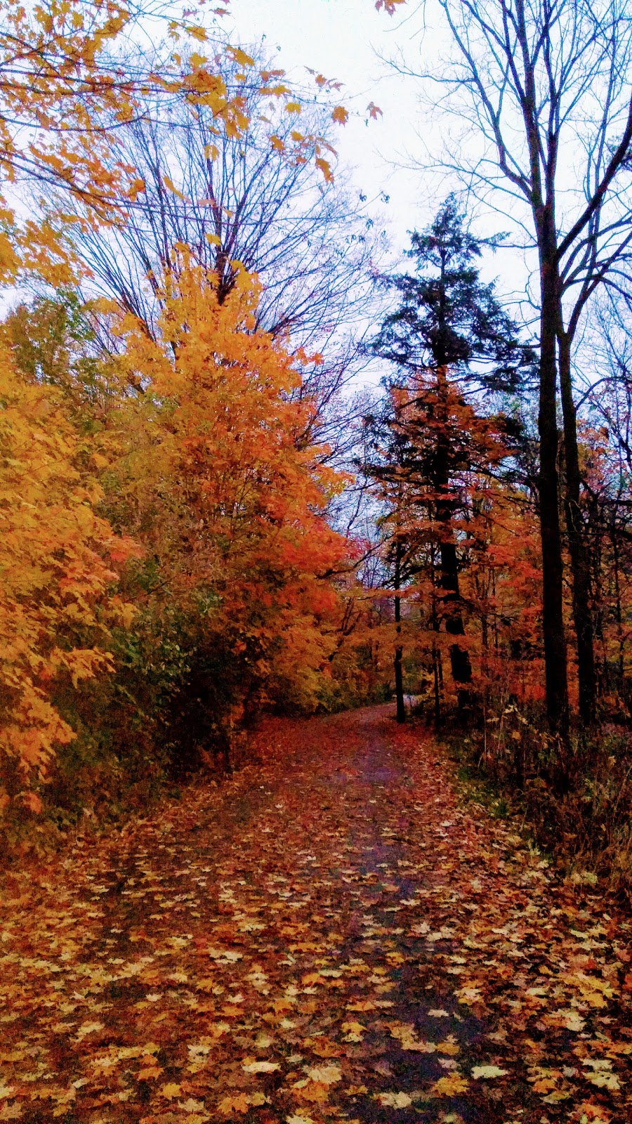 Mill Valley Park | 412 Mill Rd, Toronto, ON M9C, Canada | Phone: (416) 338-4386