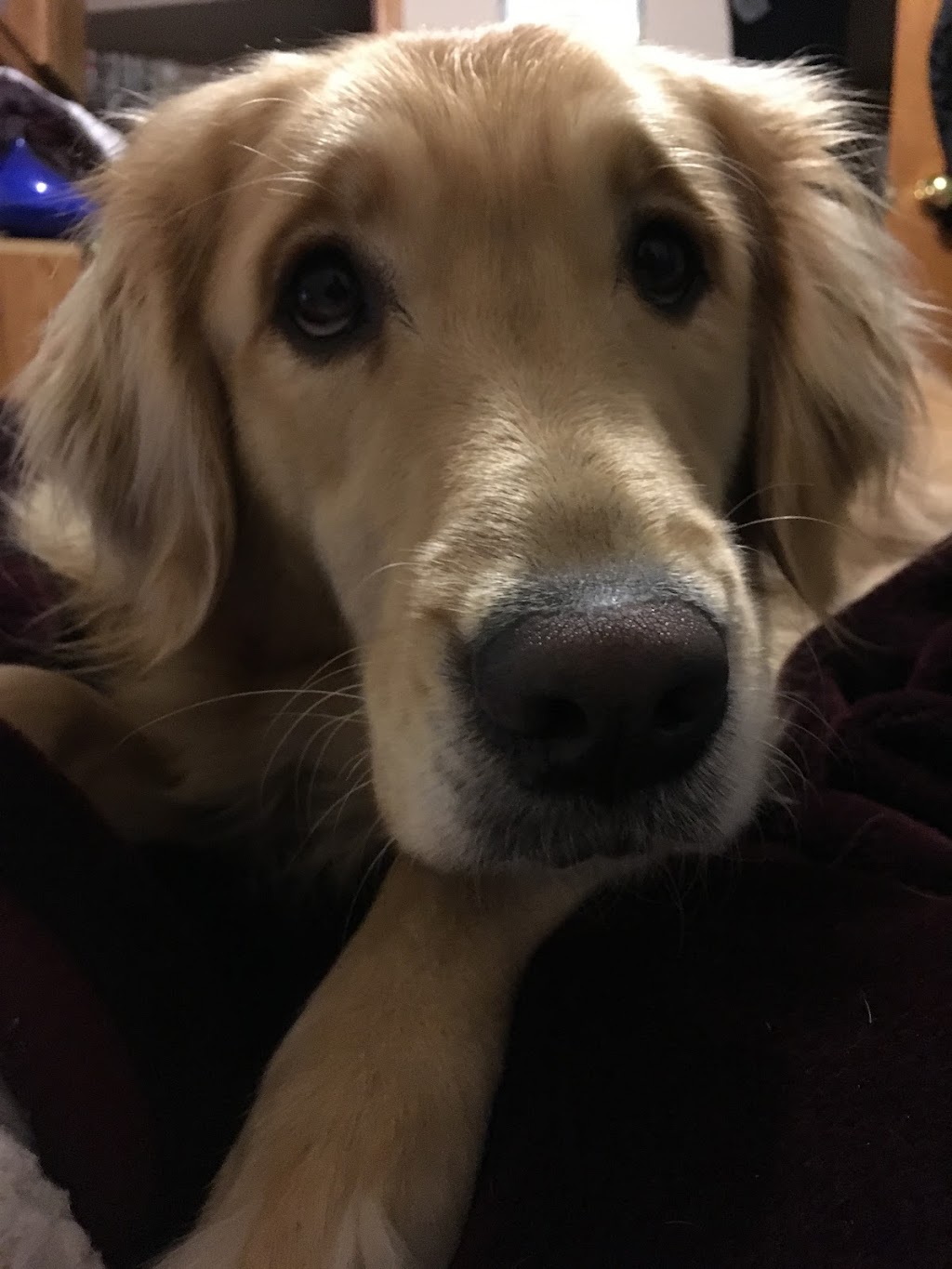 Danas Dog Care | Hobson Rd, Central Elgin, ON N5P 3S6, Canada | Phone: (226) 374-4921