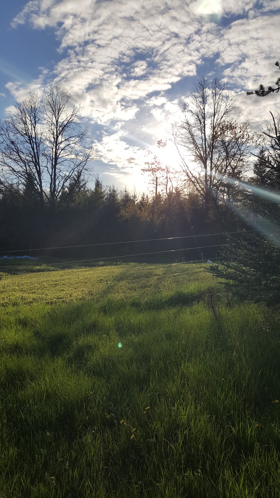 Ten Chances Farm | 1579 Hollowview Rd, Stirling, ON K0K 3E0, Canada | Phone: (613) 243-9727