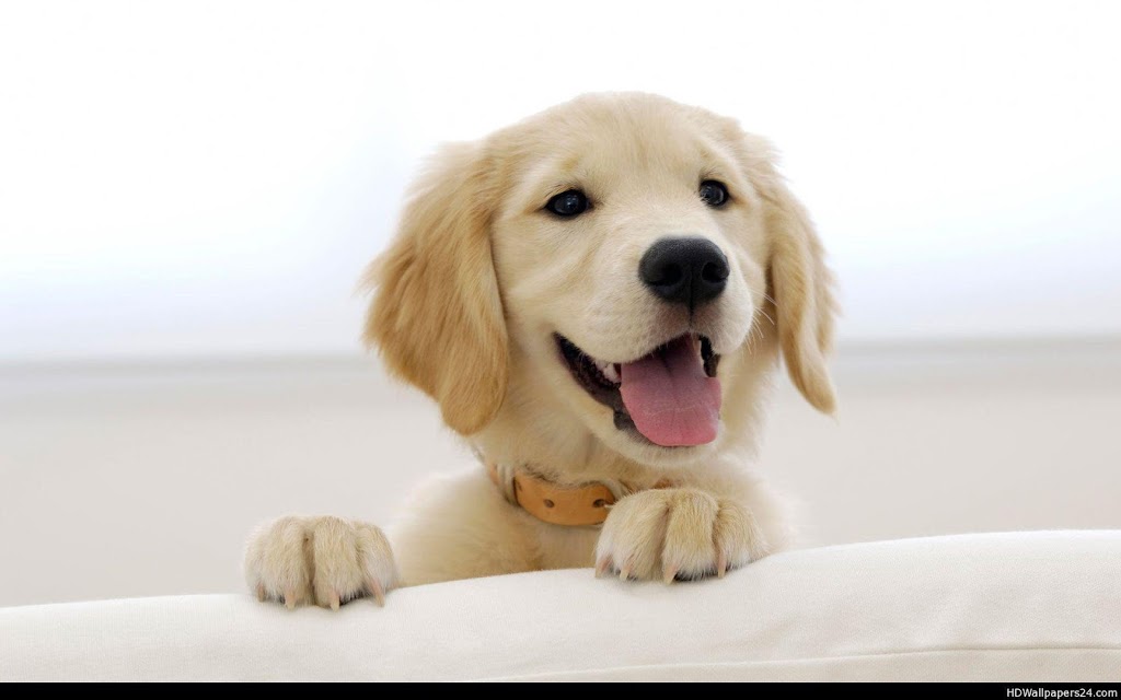 Jordan Acre Kennels | 4381 Jordan Rd, Jordan Station, ON L0R 1S0, Canada | Phone: (289) 929-1295