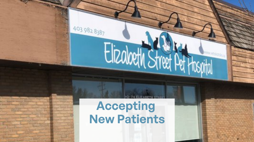 Elizabeth Street Pet Hospital | 74 Elizabeth St #2, Okotoks, AB T1S 1B5, Canada | Phone: (403) 982-8387