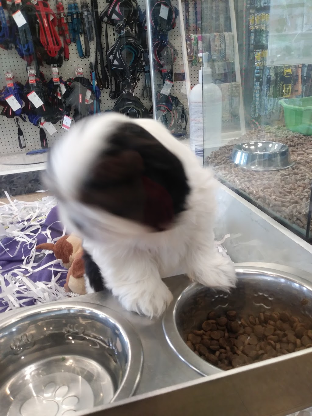 Pet Animal Domain | 437 Boulevard Thibeau, Trois-Rivières, QC G8T 6Y6, Canada | Phone: (819) 371-7707