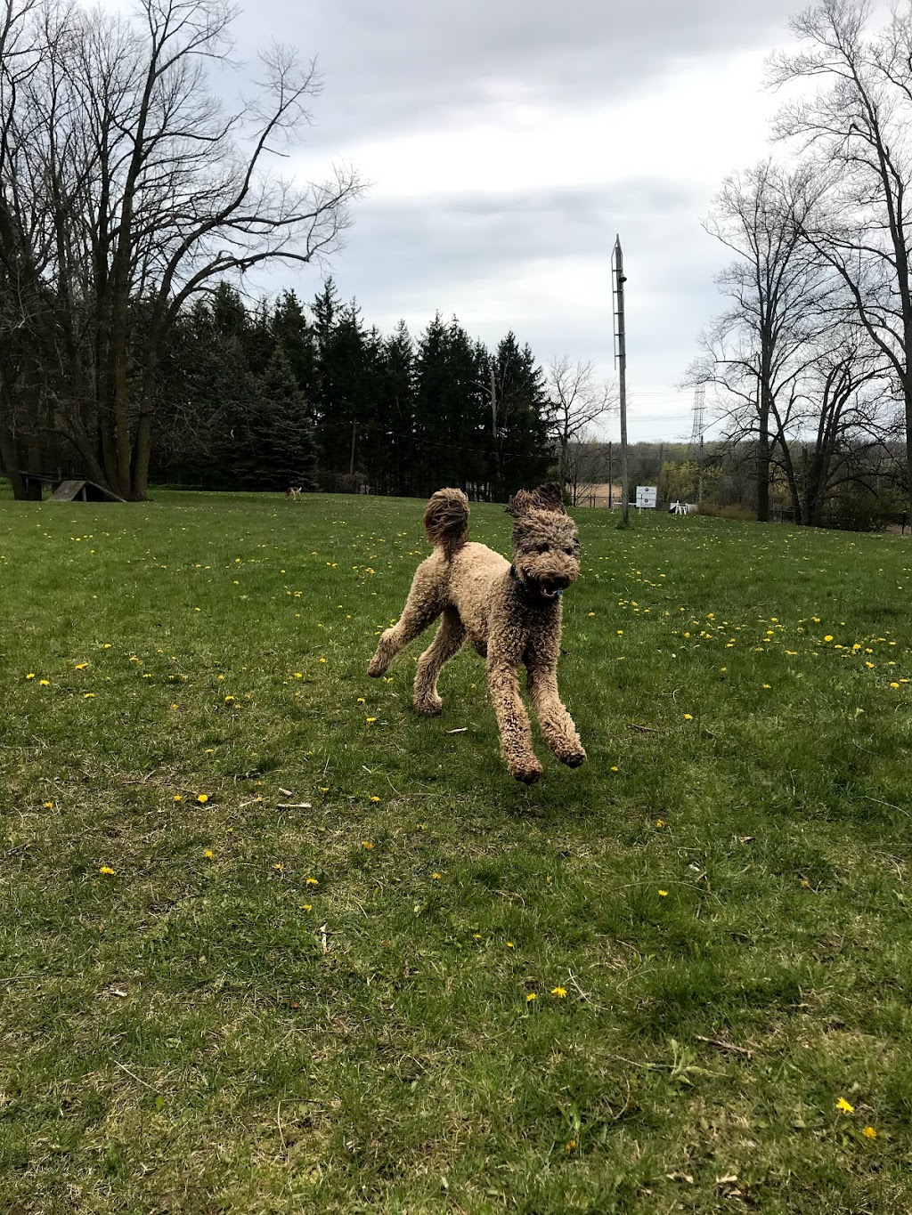 Rosewood Pet Resort | 15 Reesor Rd, Scarborough, ON M1X 1R5, Canada | Phone: (416) 265-6631