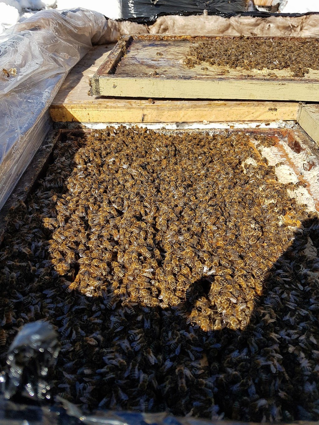 B.I.E Bee Inspired Equipment | Sunbeam School Rd, Stuartburn, MB R0A 2C0, Canada | Phone: (204) 381-9038
