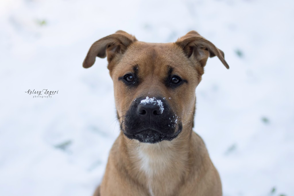 Kelsey Lageri Photography | 3737 Dallimore Rd, Victoria, BC V9C 3X5, Canada | Phone: (778) 678-4582