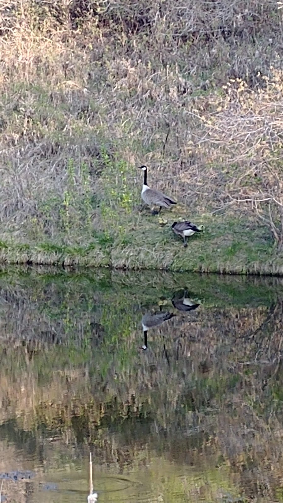 Edgemont Wetland | 9401 Edgebrook Blvd NW, Calgary, AB T3A 5T6, Canada