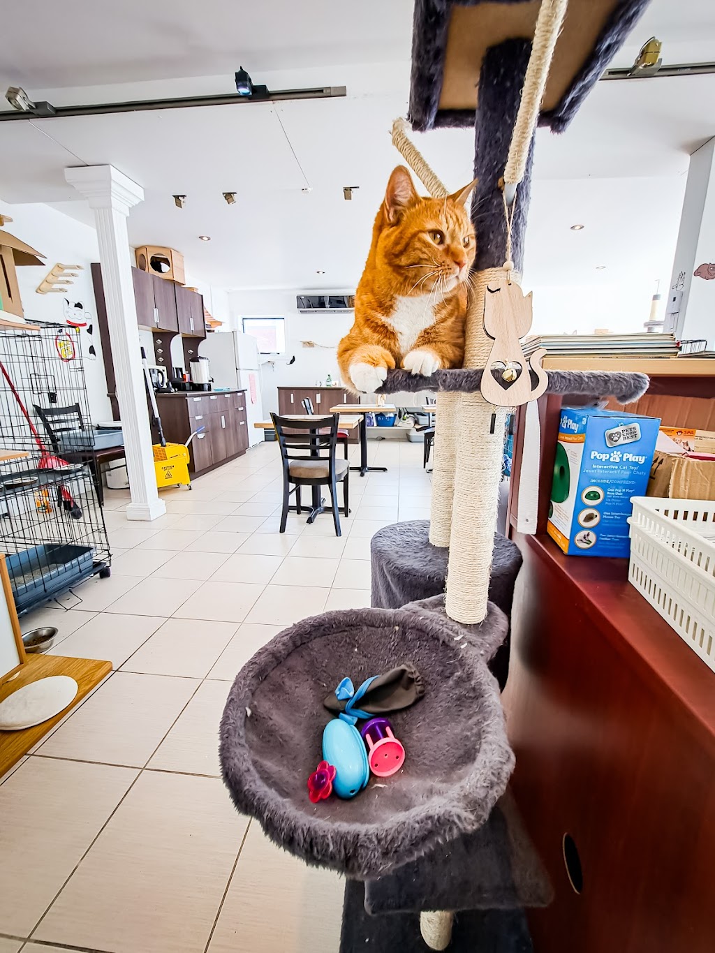 Café félin CRM | 1662 Av. Saint-Louis, Plessisville, QC G6L 2M9, Canada | Phone: (819) 384-2933