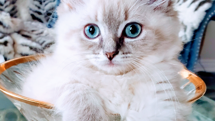 Enchanting Ragdolls | 265 Highway 3 RR# 2, Tillsonburg, ON N4G 4G7, Canada | Phone: (519) 842-0618
