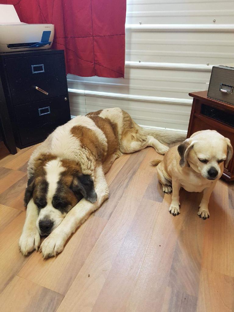 Kilwinning Kennels | 51063 Range Rd 224, Sherwood Park, AB T8C 1H1, Canada | Phone: (780) 996-4523