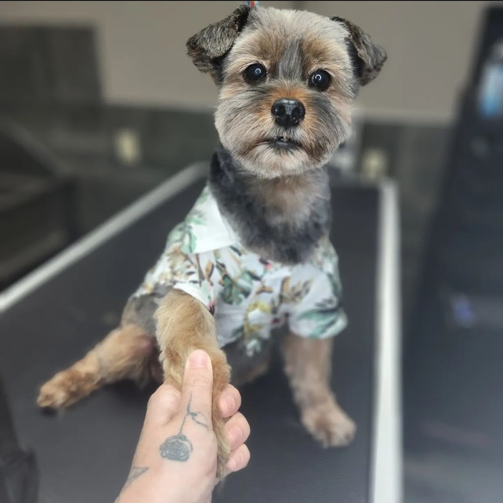 Stay Dog Grooming | 799 Juliana Dr Unit b, Woodstock, ON N4V 1A2, Canada | Phone: (519) 859-7829