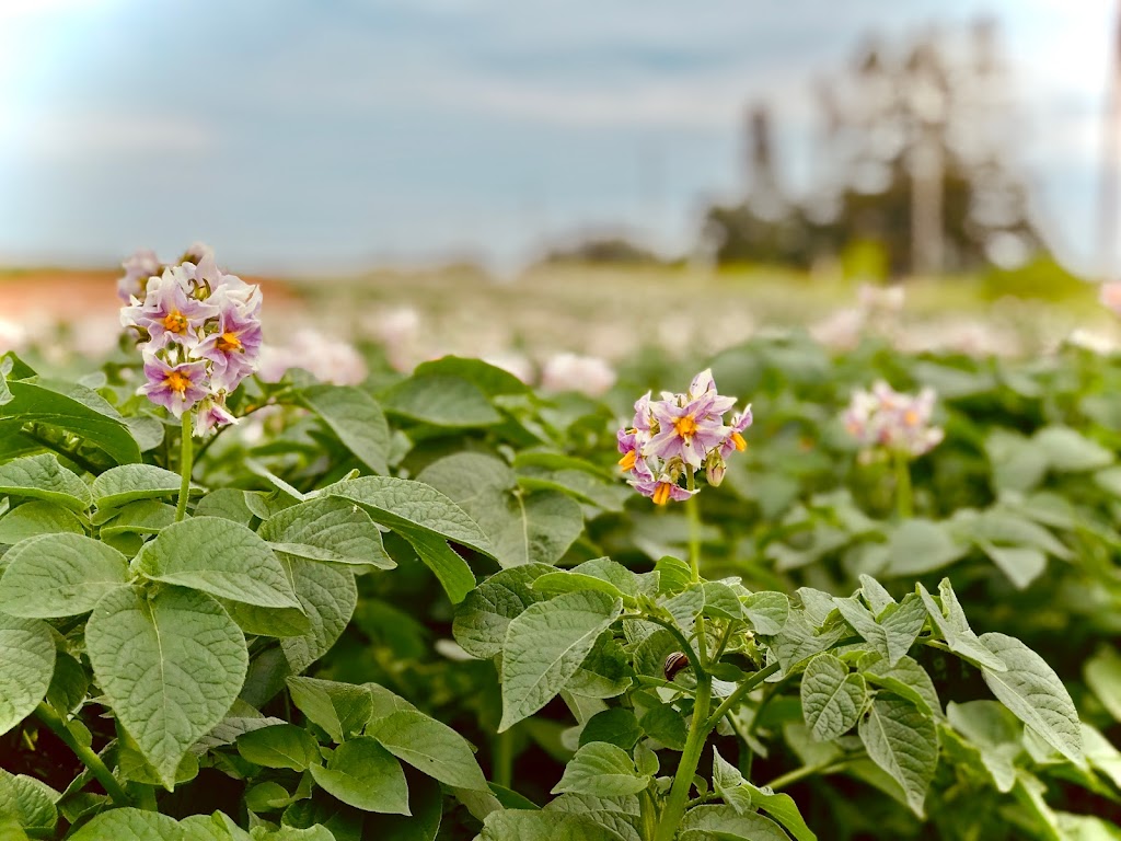 PEI Potato Blossom Festival Inc | OLeary Rd #454, OLeary, PE C0B 1V0, Canada | Phone: (902) 726-3300