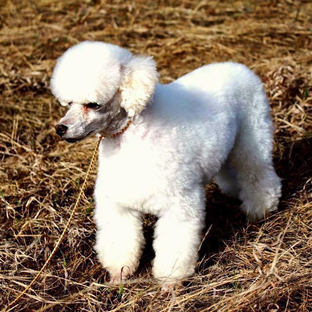 Fergie Furs Grooming Studio | 6117 52 St, Athabasca, AB T9S 1S7, Canada | Phone: (780) 327-4919