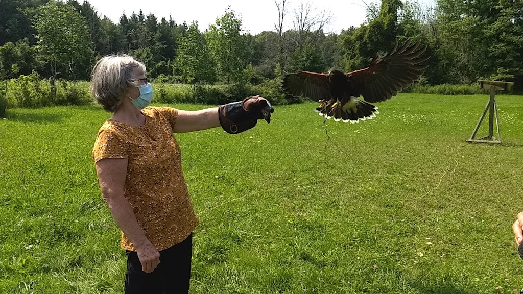 Hawkeye Bird and Animal Control & Falconry Experience Acton | 5048 erin, 1 Line, Acton, ON L7J 2L9, Canada | Phone: (416) 429-5393