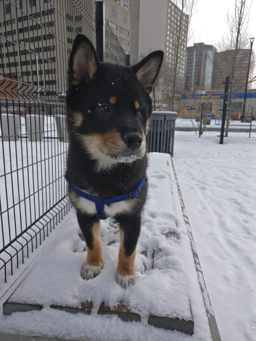Cintara Kennels | Carvel, AB T0E 0H0, Canada | Phone: (780) 968-2500