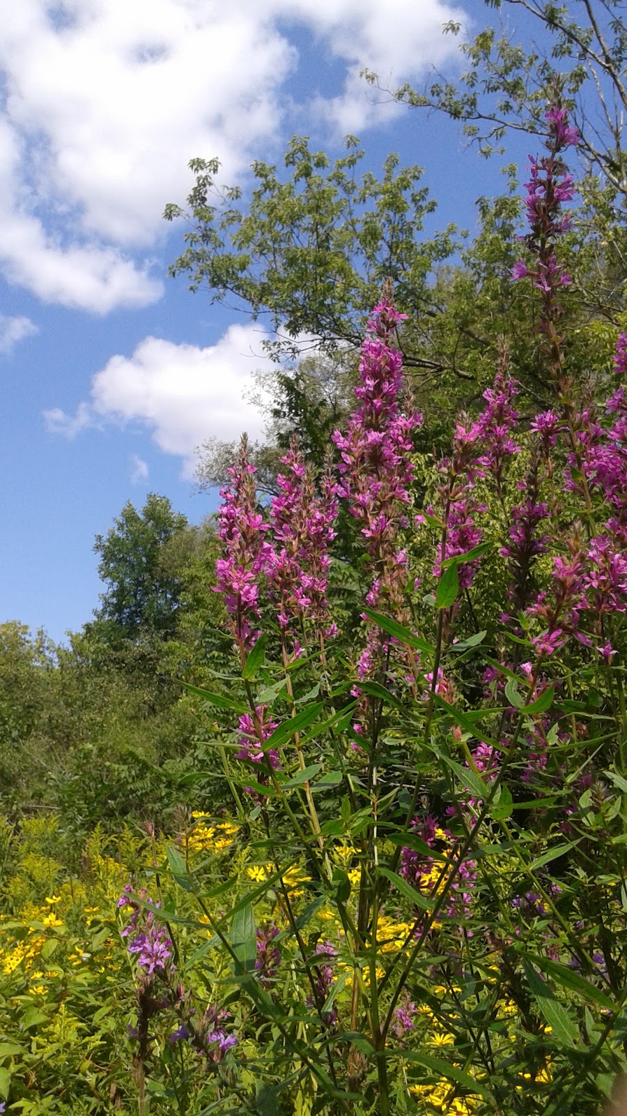Hillcrest Heights Park | 92 Greenbelt Crescent, Richmond Hill, ON L4C 5R8, Canada