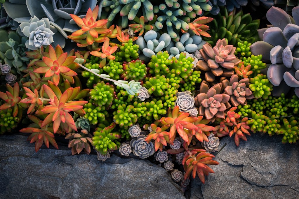 Succulentes Québec | 388 QC-116, Cleveland, QC J0B 2H0, Canada | Phone: (819) 238-1695