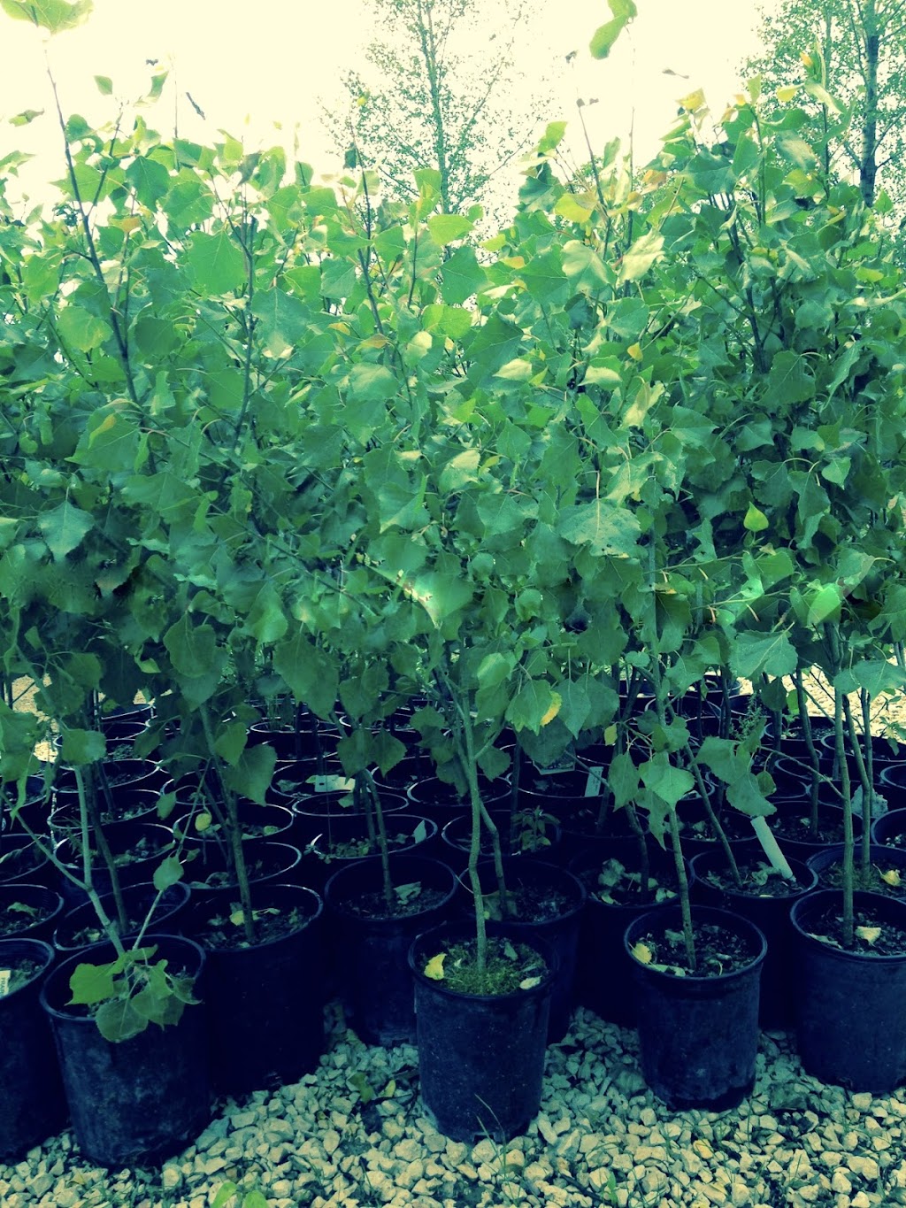 Koinonia Nursery | Box 51, Sidney, MB R0H 1L0, Canada | Phone: (204) 872-2255