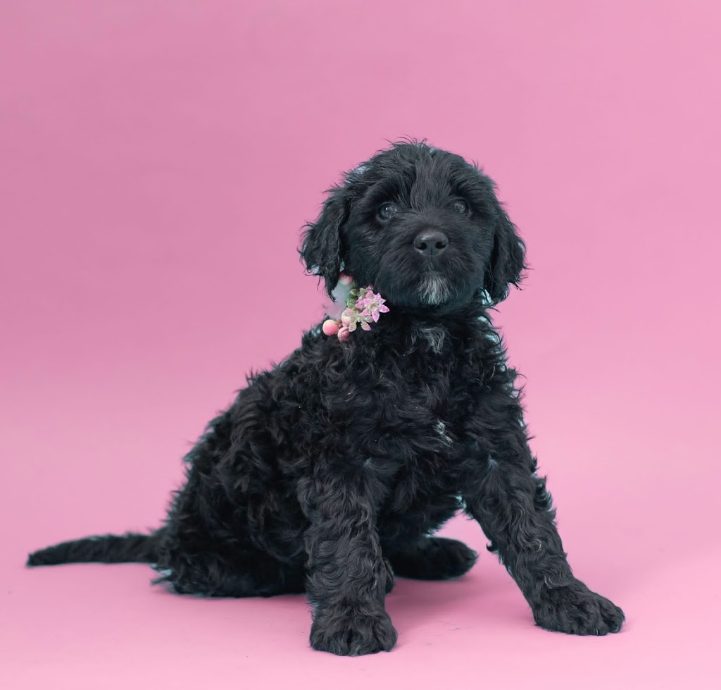 Pura Vida Portuguese Water Dogs | 324 Edgar Bonner Ave, Rockwood, ON N0B 2K0, Canada | Phone: (647) 898-9953