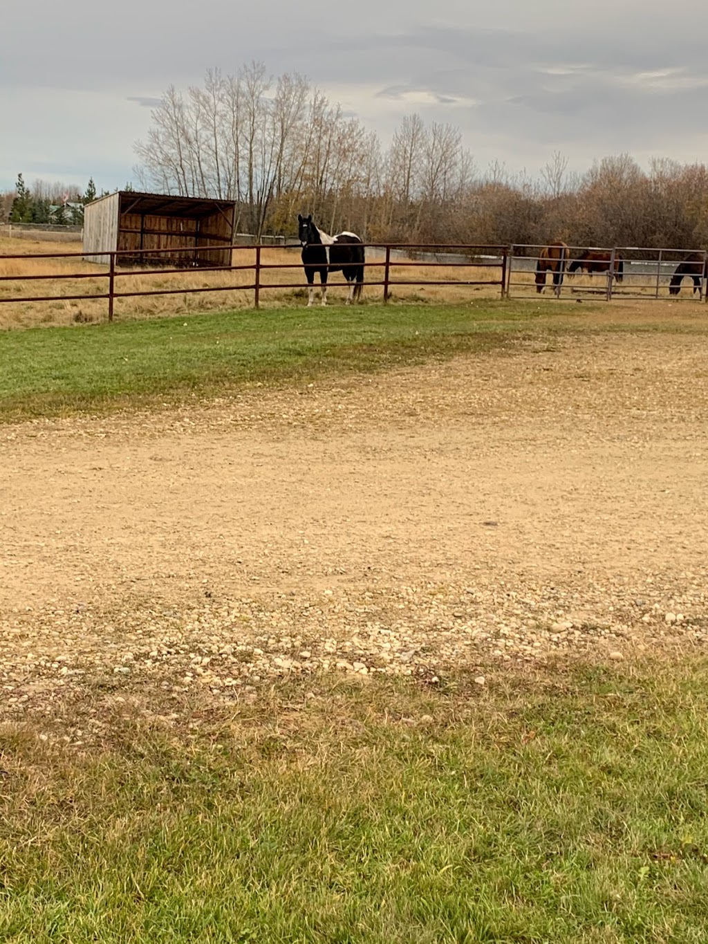 Stone Willow Veterinary Services | Lacombe, AB T4L 2N4, Canada | Phone: (403) 786-9979