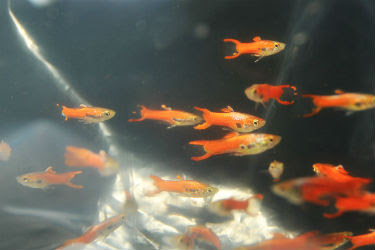 Aza Aquarium | 8050 Boulevard Taschereau, Brossard, QC J4X 1C2, Canada | Phone: (450) 671-3113