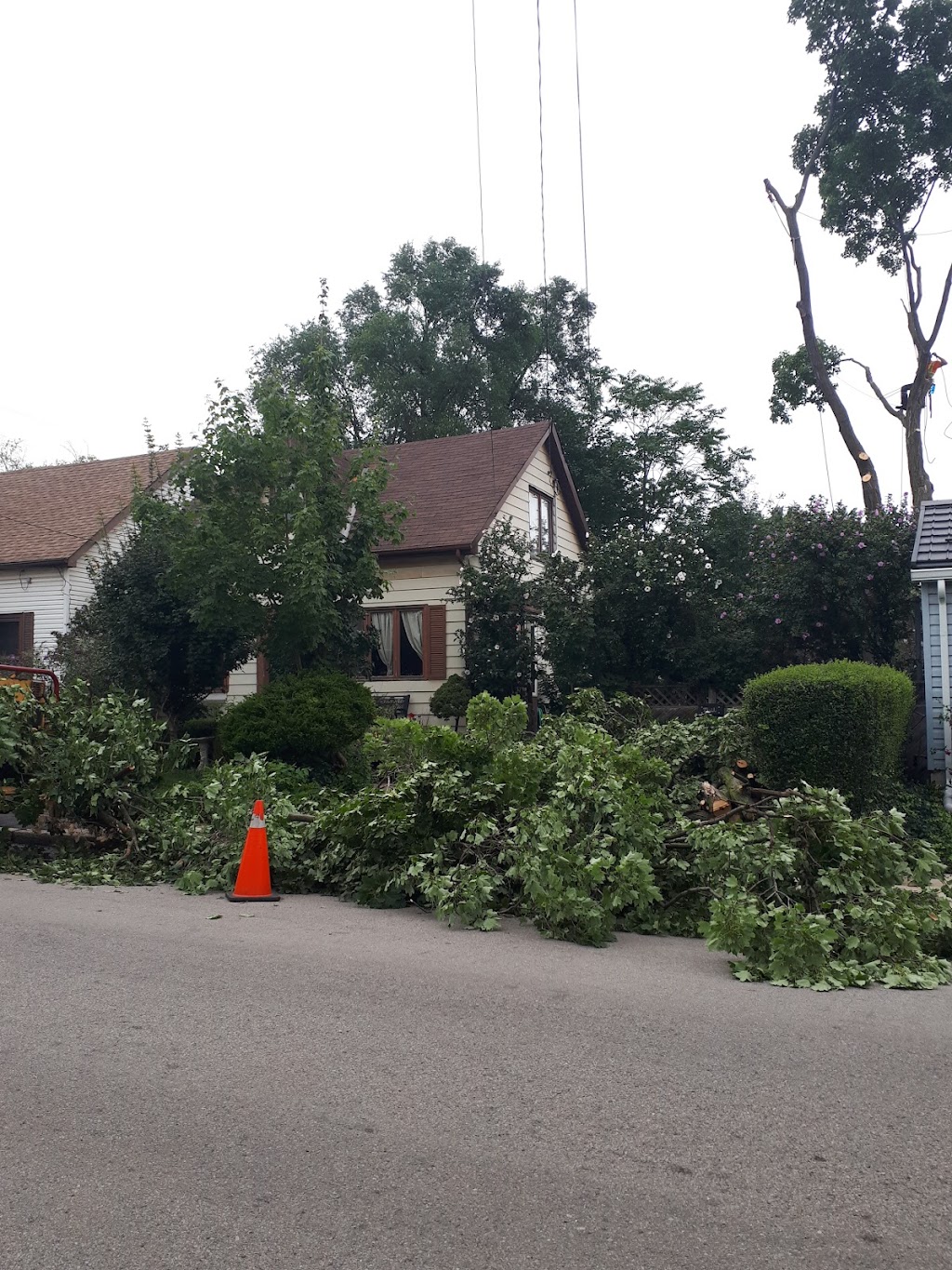 Beswick Tree Service | 418A Whitney Ave Unit C2, Hamilton, ON L8S 2H8, Canada | Phone: (905) 529-5612