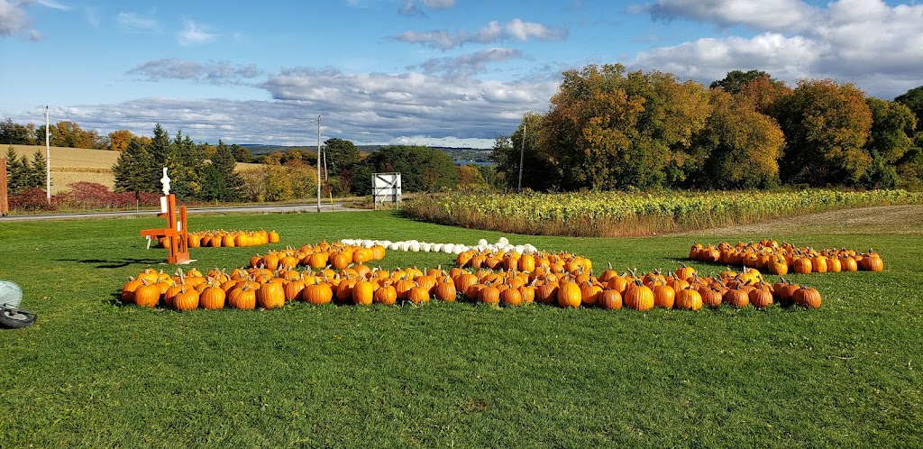 Johnstons Farm Market | 10704 Northumberland County Rd 28, Bailieboro, ON K0L 1B0, Canada | Phone: (705) 939-1737