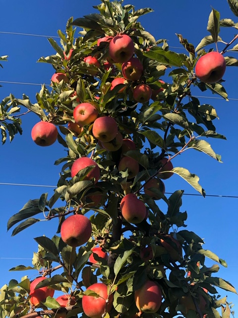 Bay Growers Inc | 828114 Grey Road 40, Clarksburg, ON N0H 1J0, Canada | Phone: (519) 599-7568
