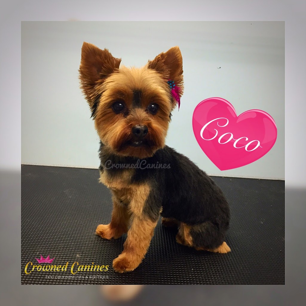 Crowned Canines Dog Grooming Spa & Boutique | 63 Queen St S Unit 6, Mississauga, ON L5M 3S9, Canada | Phone: (905) 997-4738