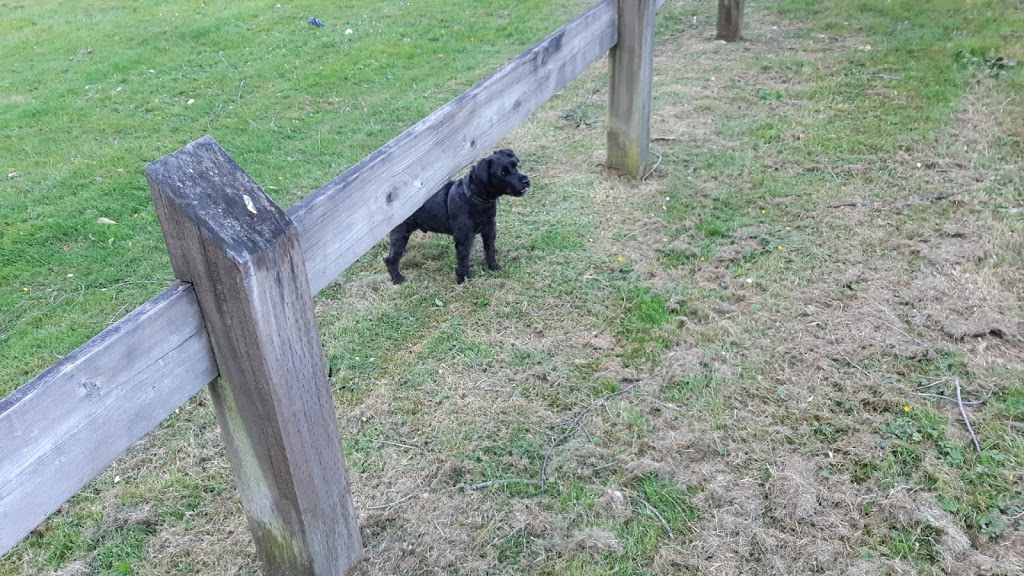 Miller Park Off-Leash Area | 871 Oakview St, Coquitlam, BC V3J 4T6, Canada