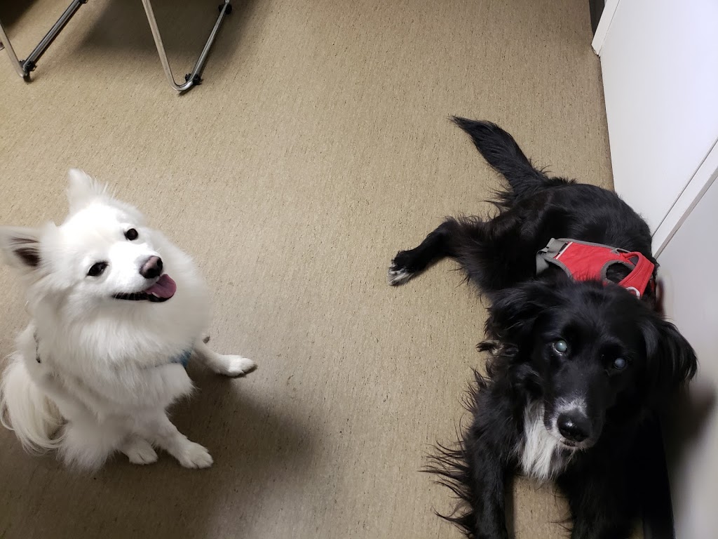 Chase River Veterinary Hospital | 1151 Lawlor Rd, Nanaimo, BC V9R 6R6, Canada | Phone: (250) 591-4050