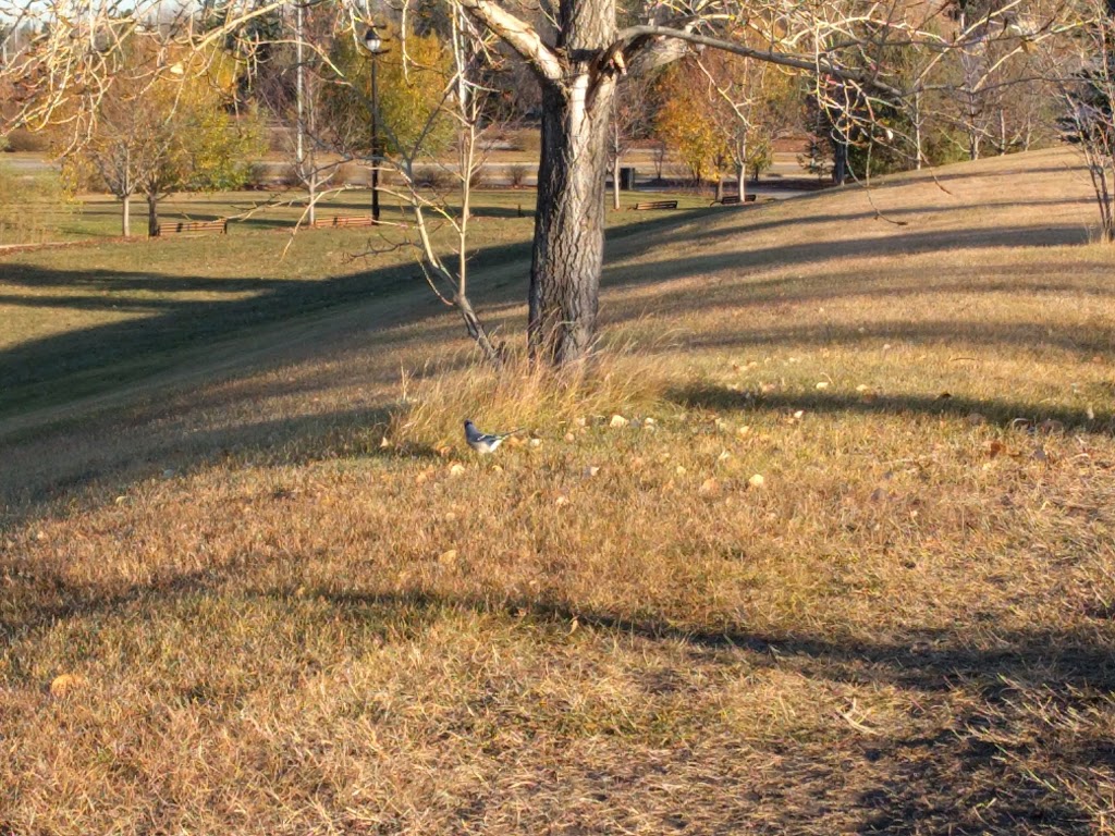 Blue Quill Off Leash Area | Edmonton, AB T6J 5N5, Canada