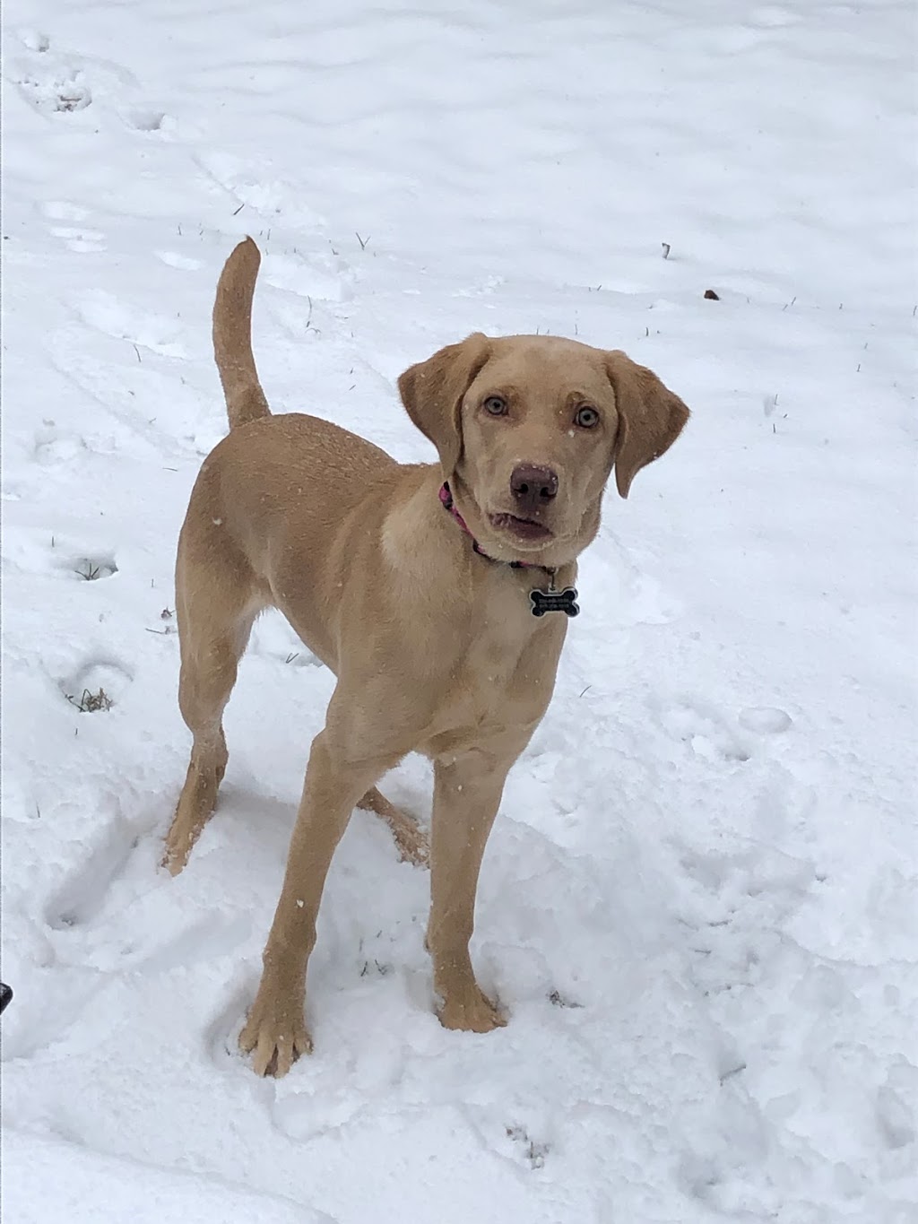 Hazelstone Labrador Fur Babies | Maplelawn Dr, St. Jacobs, ON N0B 2N0, Canada | Phone: (226) 868-5558
