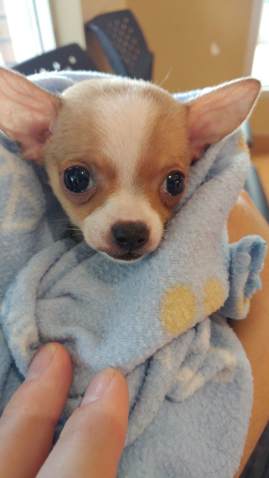 Veterinary Clinic Montérégie | 6000 Chemin de Chambly, Saint-Hubert, QC J3Y 6W9, Canada | Phone: (450) 443-0893