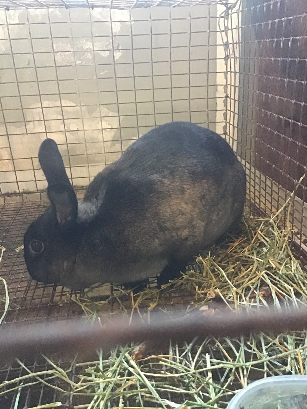 Thumpers Valley Rabbity | 216 Cooper Rd, Madoc, ON K0K 2K0, Canada | Phone: (613) 661-4017